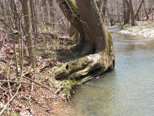 Property photo 20 - 137 Acres in 2 Tracts - 64 Tillable Acres, Potential Building Sites, Hunting